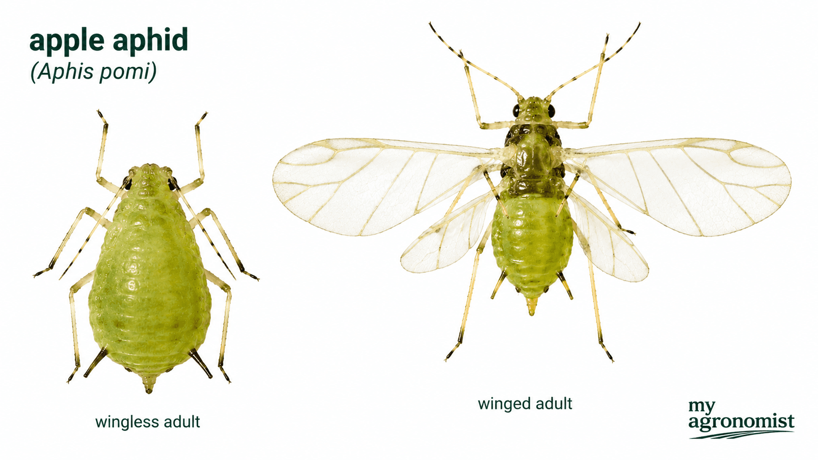 Aphids image