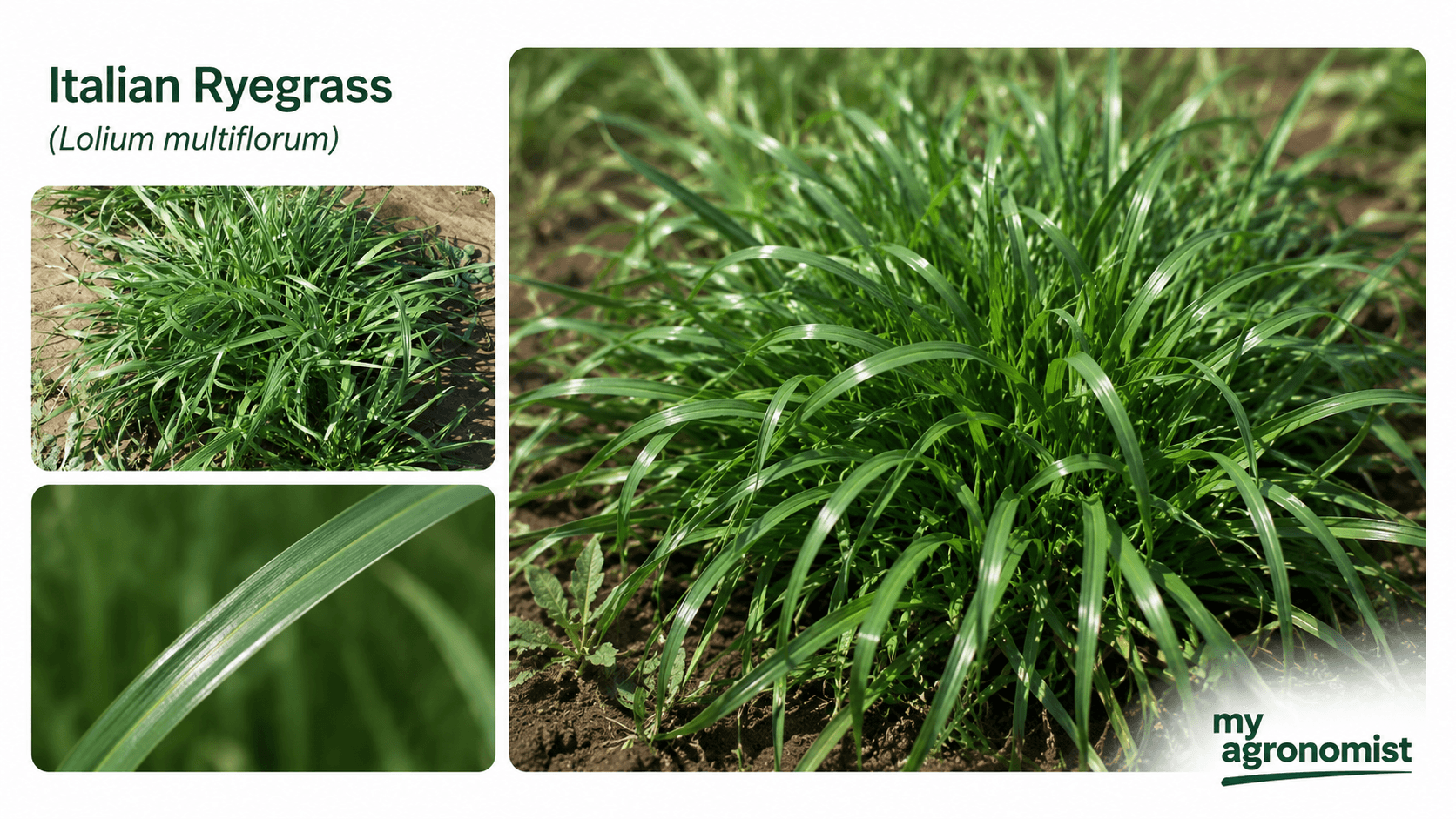 Italian ryegrass image