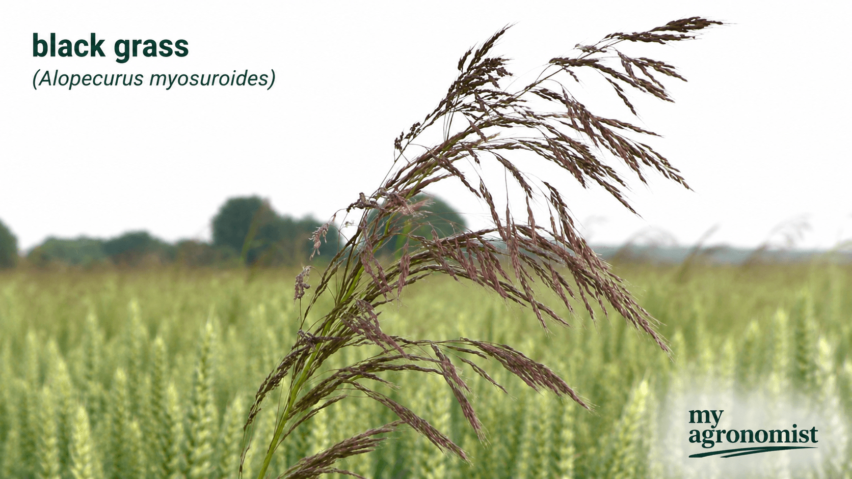 Blackgrass image
