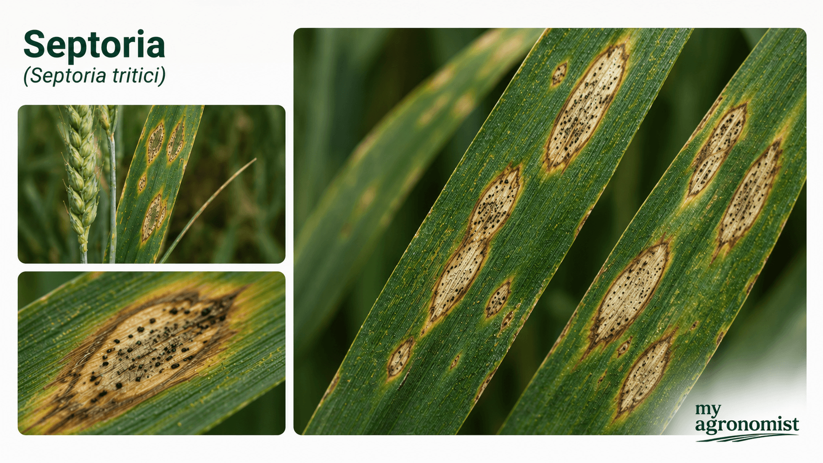 Septoria image