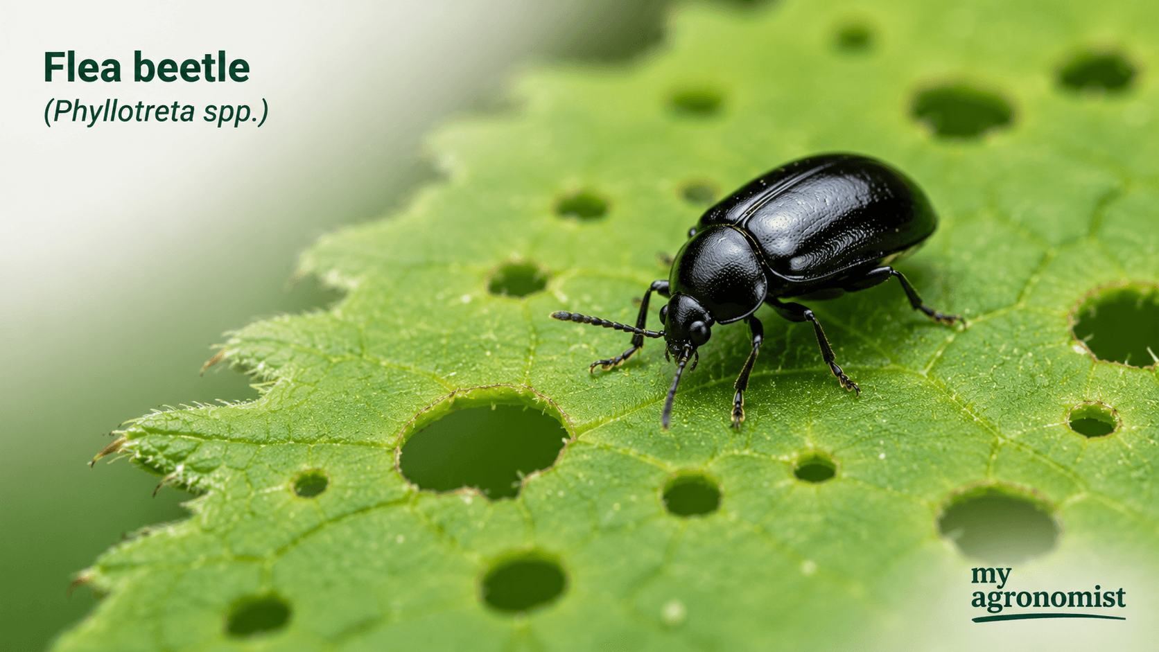 Flea beetle image