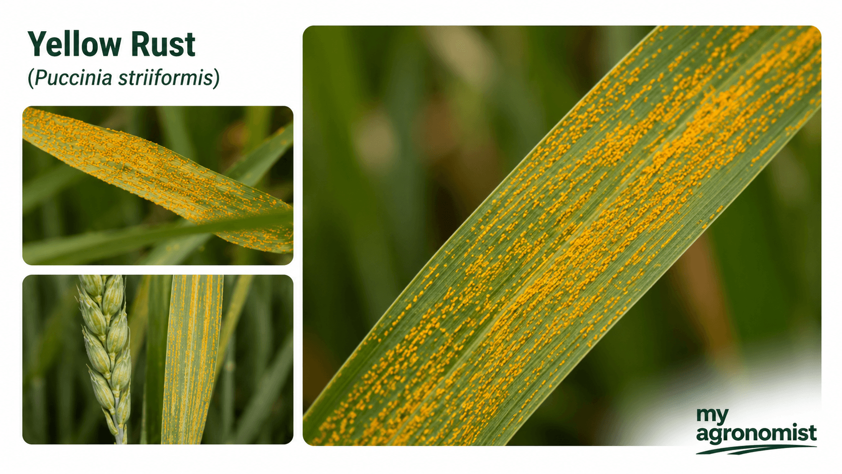Yellow rust image