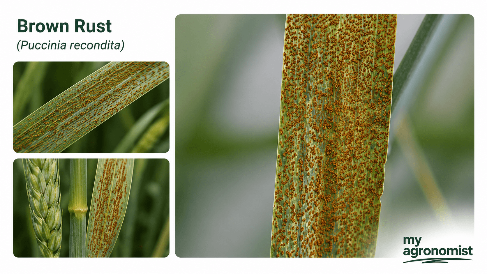Brown rust image