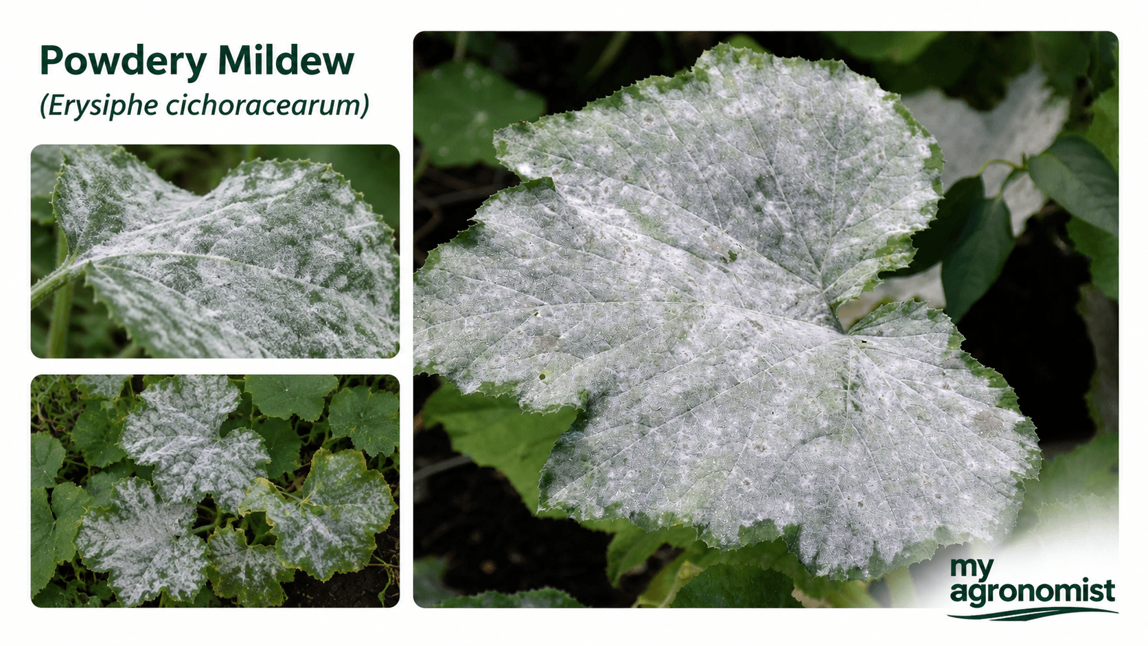 Powdery mildew image