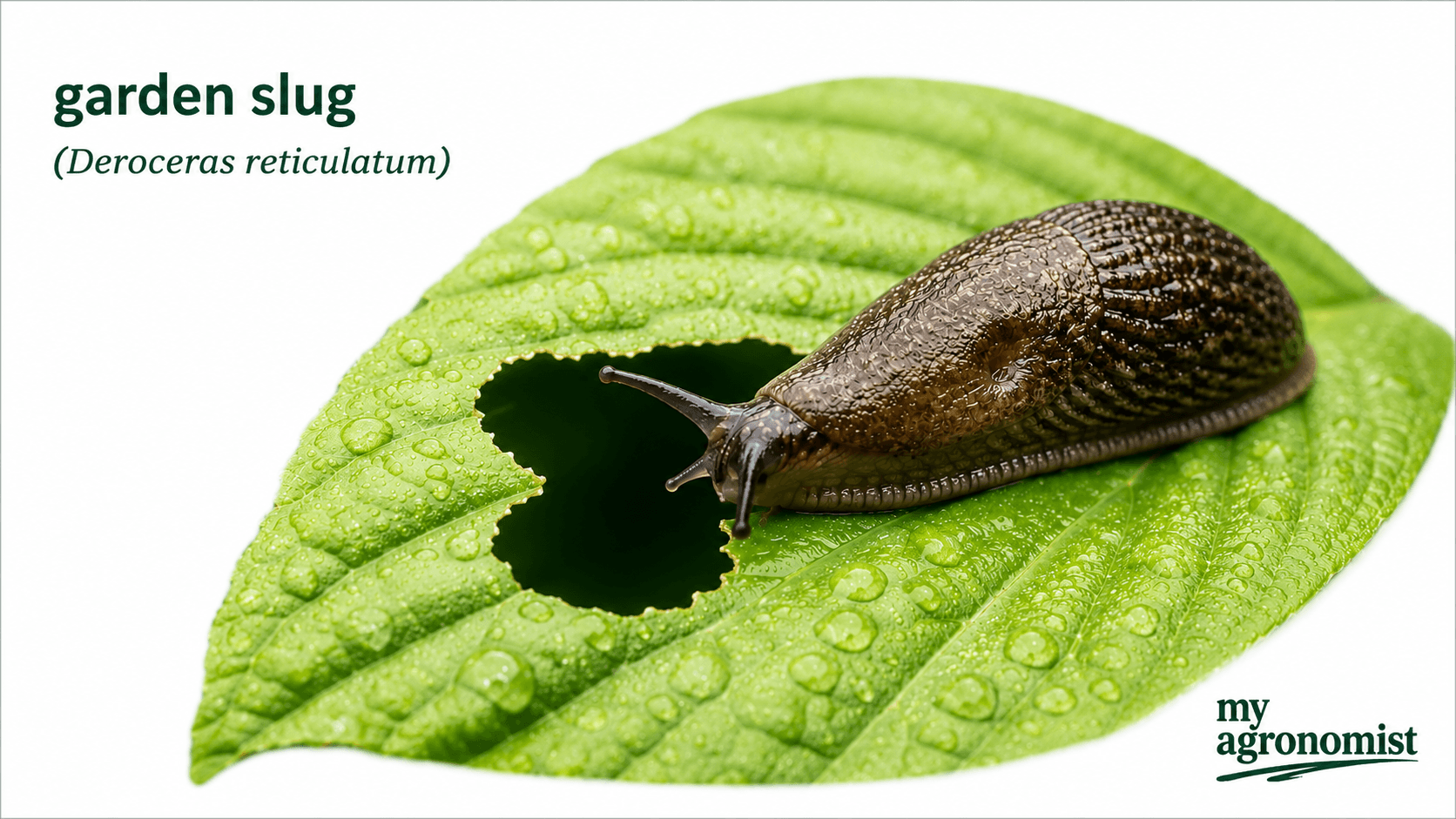 Slugs image